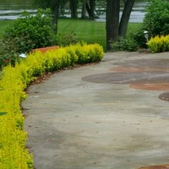 Sunjoy Gold Pillar® Barberry -Garden Plant Store Sunjoy Gold Pillar Barberry in the Garden 52241.1676640113