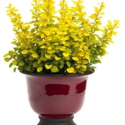 Sunjoy Gold Pillar® Barberry -Garden Plant Store Sunjoy Gold Pillar Barberry in the Pot 44019.1676640124