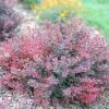 Sunjoy Mini Maroon® Barberry -Garden Plant Store Sunjoy Mini Maroon Barberry Blooming 12411.1676640183