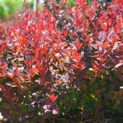 Sunjoy Mini Maroon® Barberry -Garden Plant Store Sunjoy Mini Maroon Barberry in the Garden 96493.1676640210
