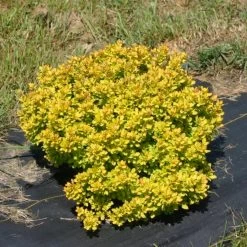 Sunjoy® Mini Saffron Barberry -Garden Plant Store Sunjoy Mini Saffron Barberry Growing 59652.1676641293