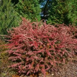 Sunjoy Sequins® Barberry -Garden Plant Store Sunjoy Sequins Barberry Blooming 07188.1676642042
