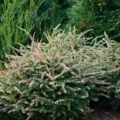Sunjoy Sequins® Barberry -Garden Plant Store Sunjoy Sequins Barberry Growing 39220.1676642070