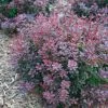 Sunjoy Todo® Barberry -Garden Plant Store Sunjoy Todo Barberry Blooming 33132.1676640791