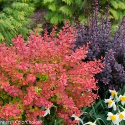 Sunjoy Todo® Barberry -Garden Plant Store Sunjoy Todo Barberry Thriving 86036.1676640846