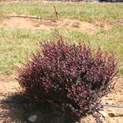 Sunjoy Todo® Barberry -Garden Plant Store Sunjoy Todo Barberry in the Garden 61845.1676640835