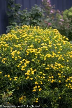 Sunny Boulevard® St. John's Wort -Garden Plant Store Sunny Boulevard Hypericum Bush with Yellow Flowers 91758.1549755025