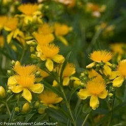 Sunny Boulevard® St. John's Wort -Garden Plant Store Sunny Boulevard St. Johns Wort with Yellow Flowers 60571.1549755025