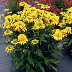 Sunny Days™ Lemon Coneflower -Garden Plant Store Sunny Days Lemon Coneflower 2 91203.1667375176