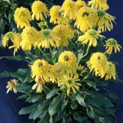 Sunny Days™ Lemon Coneflower