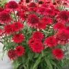 Sunny Days™ Ruby Coneflower -Garden Plant Store Sunny Days Ruby Coneflower 29938.1669050672