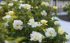 Sunny Knock Out® Rose -Garden Plant Store Sunny Knock Out Rose Bush Full of Blooms 60568.1554067013