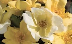 Sunny Knock Out® Rose -Garden Plant Store Sunny Knock Out Rose Flower Petals Close Up 45013.1554067016