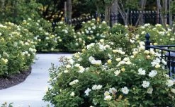 Sunny Knock Out® Rose -Garden Plant Store Sunny Knock Out Rose Shrubs By The Sidewalk 11396.1554067020