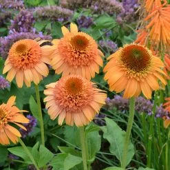 Supreme Cantaloupe Coneflower