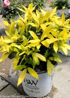 Sicilian Sunshine® Sweet Bay -Garden Plant Store Sweet Bay Sicilian Sunshine in Proven Winners Container 88846.1611594162