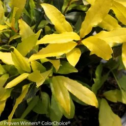 Sicilian Sunshine® Sweet Bay