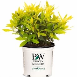 Sicilian Sunshine® Sweet Bay -Garden Plant Store Sweet Bay Sicilian Sunshinein Proven Winners Pot 61231.1611594164