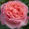 Sweet Mademoiselle™ Hybrid Tea Rose 2 Sweet Mademoiselle™ Hybrid Tea Rose -Garden Plant Store Sweet Mademoiselle Hybrid Tea Rose 90846.1685121505