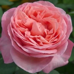 Sweet Mademoiselle™ Hybrid Tea Rose