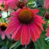 Sweet Meadow Mama™ Coneflower -Garden Plant Store Sweet Meadow Mama Coneflower 1 37311.1669050672