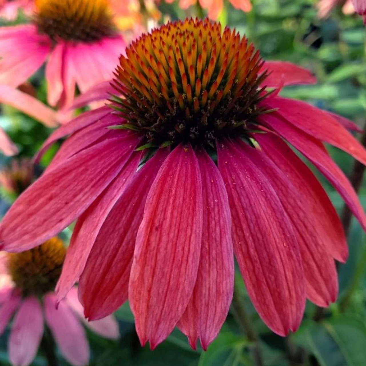 Sweet Meadow Mama™ Coneflower 4 Sweet Meadow Mama™ Coneflower - Image 2