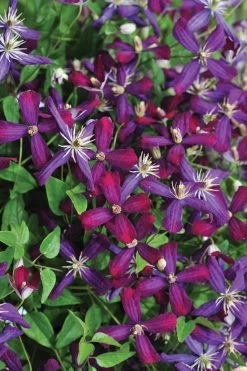 Sweet Summer Love Clematis Vine -Garden Plant Store Sweet Summer Love Clematis Vine Blooming 11505.1551416728