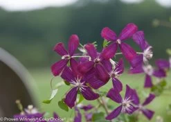 Sweet Summer Love Clematis Vine -Garden Plant Store Sweet Summer Love Clematis Vine Purple Blooms Up Close 70254.1551416728