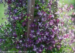 Sweet Summer Love Clematis Vine -Garden Plant Store Sweet Summer Love Clematis Vine 70375.1551416728