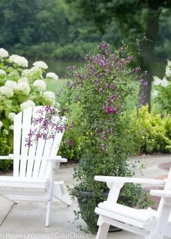 Sweet Summer Love Clematis Vine -Garden Plant Store Sweet Summer Love Clematis Vine on Patio 59708.1551416728