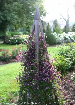 Sweet Summer Love Clematis Vine -Garden Plant Store Sweet Summer Love Clematis Vine on Trellis 51372.1551416728