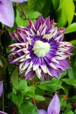 Taiga Clematis -Garden Plant Store Taiga Clematis Vine Foliage and Flower 60679.1612555706