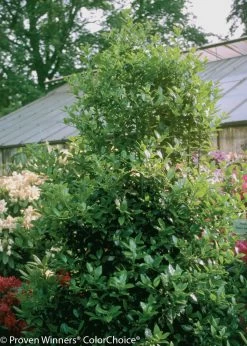 Castle Spire® Blue Holly -Garden Plant Store Tall Castle Spire Blue Holly Bush 17924.1523140385