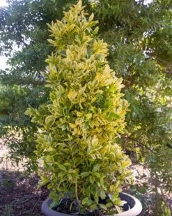 Golden Oakland Holly -Garden Plant Store Tall Golden Oakland Holly in Planter 14578.1625172657