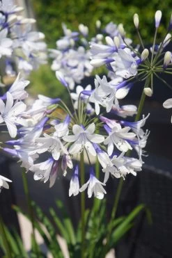 Indigo Frost Agapanthus -Garden Plant Store Tall Indigo Frost Agapanthus Plant 92656.1553566412