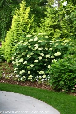 Lime Rickey® Hydrangea -Garden Plant Store Tall Lime Rickey Hydrangea Bush By Arborvitae 65822.1518378094