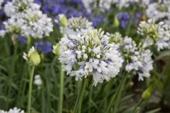 Queen Mum Agapanthus -Garden Plant Store Tall Queen Mum Agapanthus Plants With Flowers 35208.1553565356