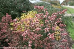 Ruby Anniversary® Abelia -Garden Plant Store Tall Ruby Anniversary Abelia Shrub 05229.1519010761