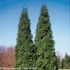 Spring Grove® Arborvitae -Garden Plant Store Tall Spring Grove Arborvitae Shrubs 05068.1523215310