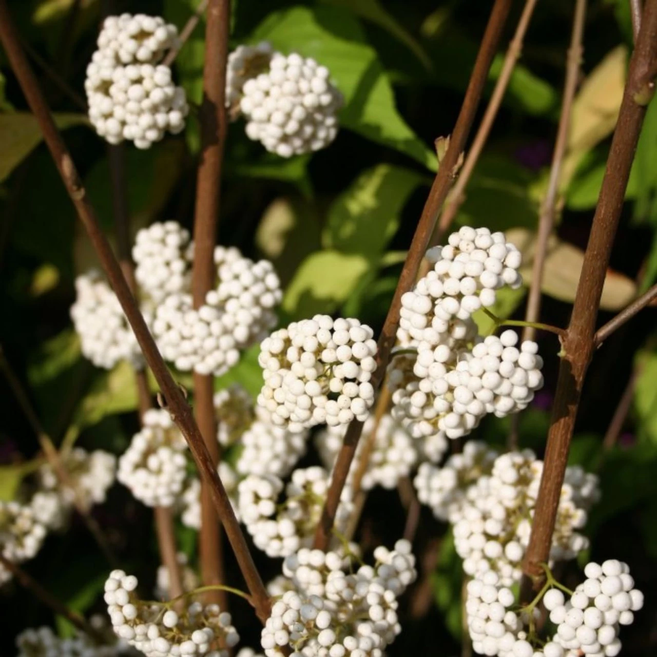 Plump & Plentiful™ Snow Star Beautyberry 5 Plump & Plentiful™ Snow Star Beautyberry - Image 3
