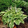 Tambourine Hosta -Garden Plant Store Tambourine Hosta Growing in the Landscaping 36282.1647442284
