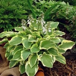 Tambourine Hosta