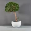 Tarragona Bowl Planters -Garden Plant Store Tarragona Bowl Planter with Plants 67863.1661182624