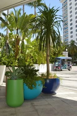 Tarragona Bowl Planters -Garden Plant Store Tarragona Bowl Planters With Trees 01969.1661182624