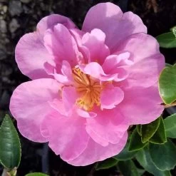Taylor's Perfection Camellia