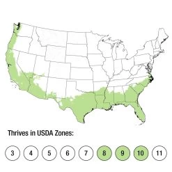 Taylor's Perfection Camellia -Garden Plant Store Taylors Perfection Camellia growing zones 13437.1640601612