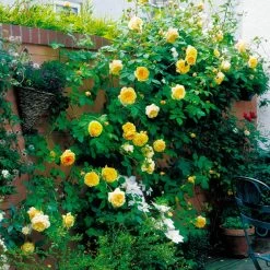 Teasing Georgia Rose -Garden Plant Store Teasing Georgia Rose Growing 52456.1684989065