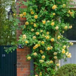 Teasing Georgia Rose -Garden Plant Store Teasing Georgia Rose Growing in the Backyard 53984.1684989065