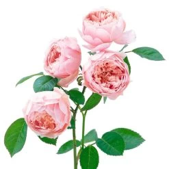 The Alnwick® Rose 7 The Alnwick® Rose -Garden Plant Store The Alnwick Rose Blooms and Leaves 12273.1676298973