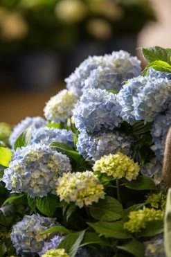 The Original Endless Summer Hydrangea 17 The Original Endless Summer Hydrangea -Garden Plant Store The Original Endless Summer Hydrangea Blooms up Close 23602.1622573932